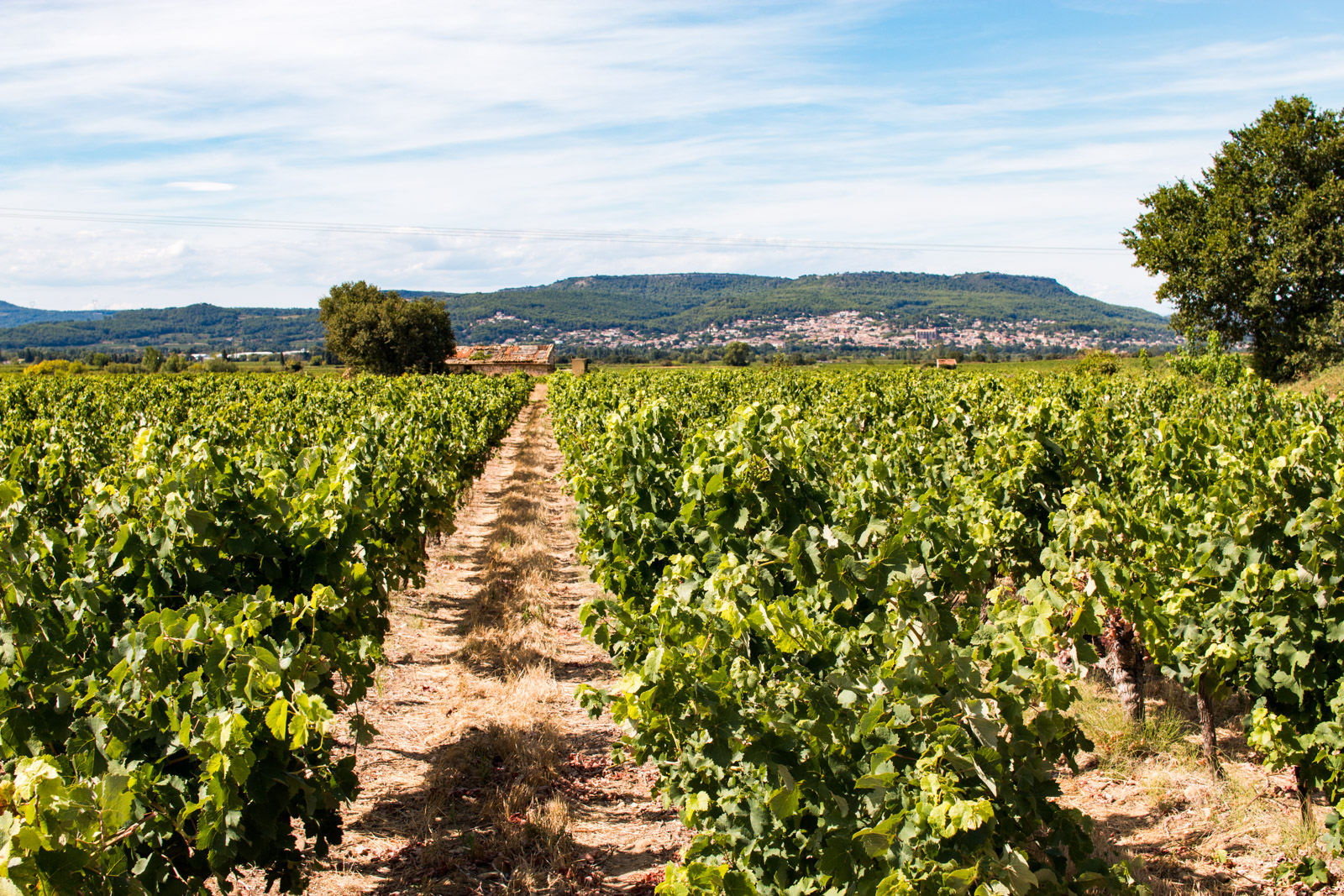 Rocca Maura - Vente en ligne de vins Bios, Côtes-du-Rhône, Lirac, Tavel...