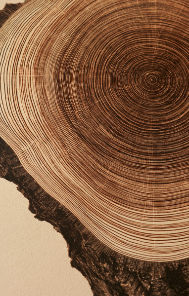 coupe tronc arbre Coupe de tronc d'arbre